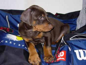 Baby Max 