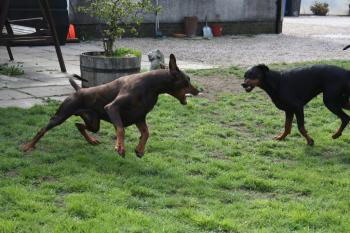 Flying Dobes