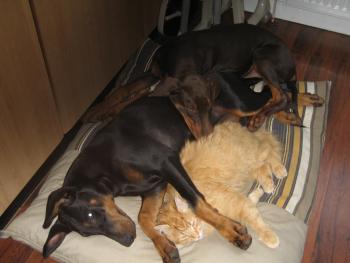 Friends sleeping