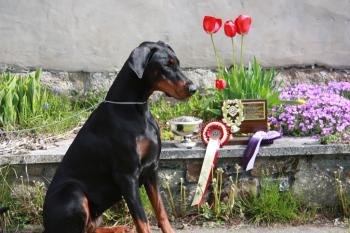 Proud Girl
